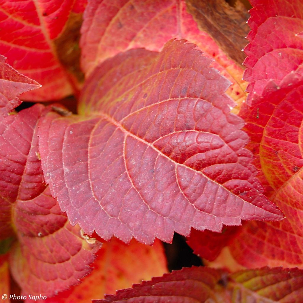 Hortensia - Hydrangea serrata Veerle