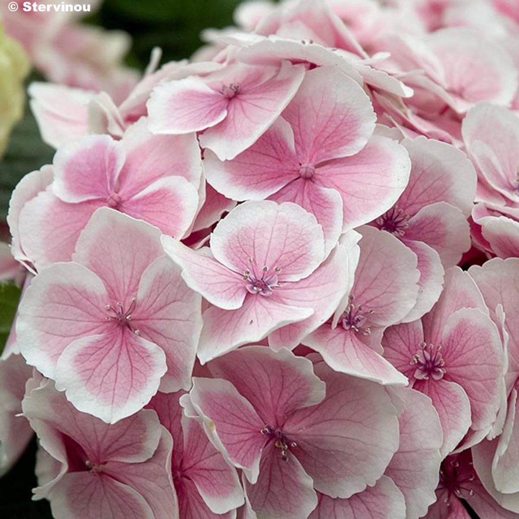 HORTENSIA macrophylla Wedding ring® 