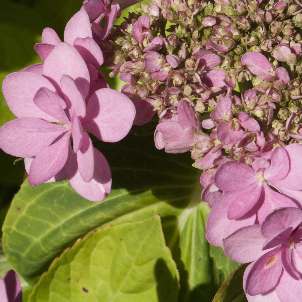 Hortensia - Hydrangea macrophylla You and Me Forever