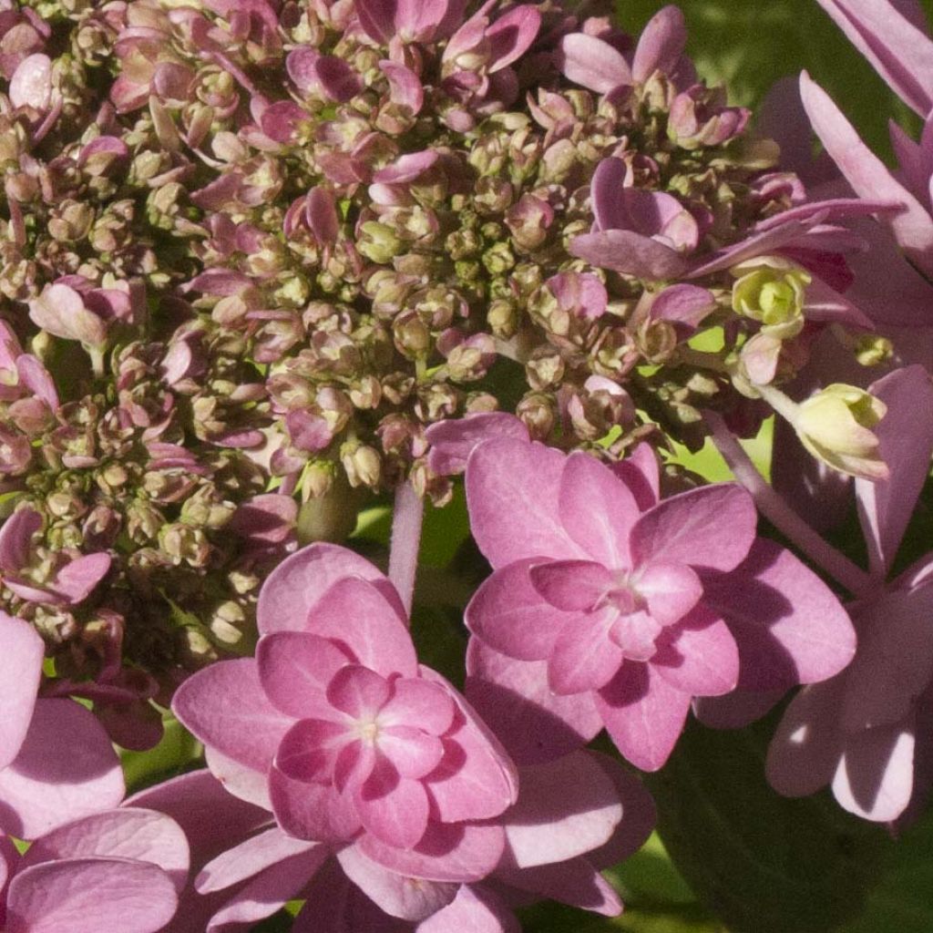 Hortensia - Hydrangea macrophylla You and Me Forever