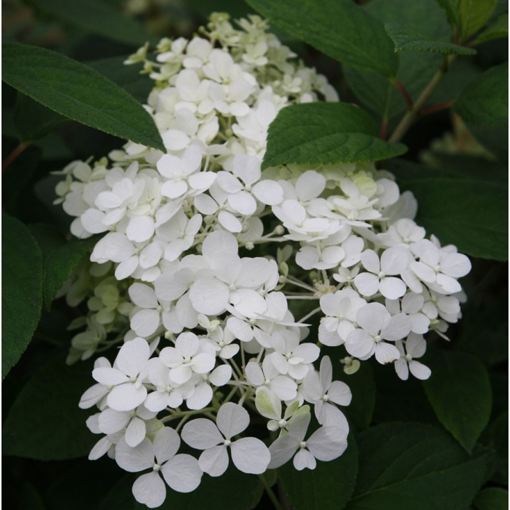 Hydrangea paniculata Bobo - Hortensia paniculé nain