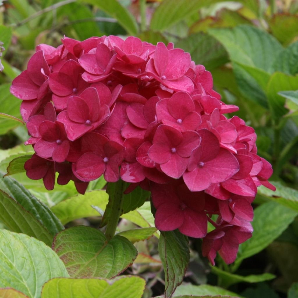 Hortensia - Hydrangea macrophylla Hovaria Hobergine