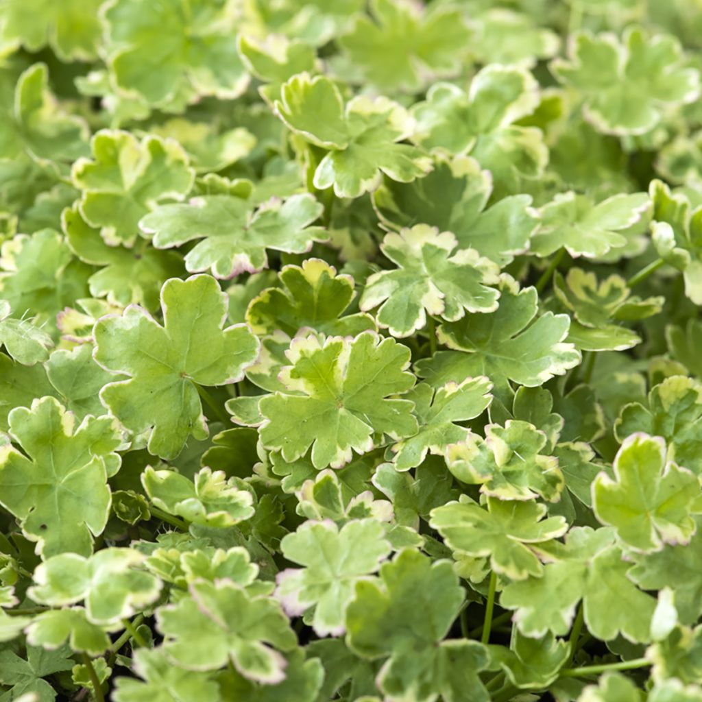 Hydrocotyle sibthorpioides Variegata