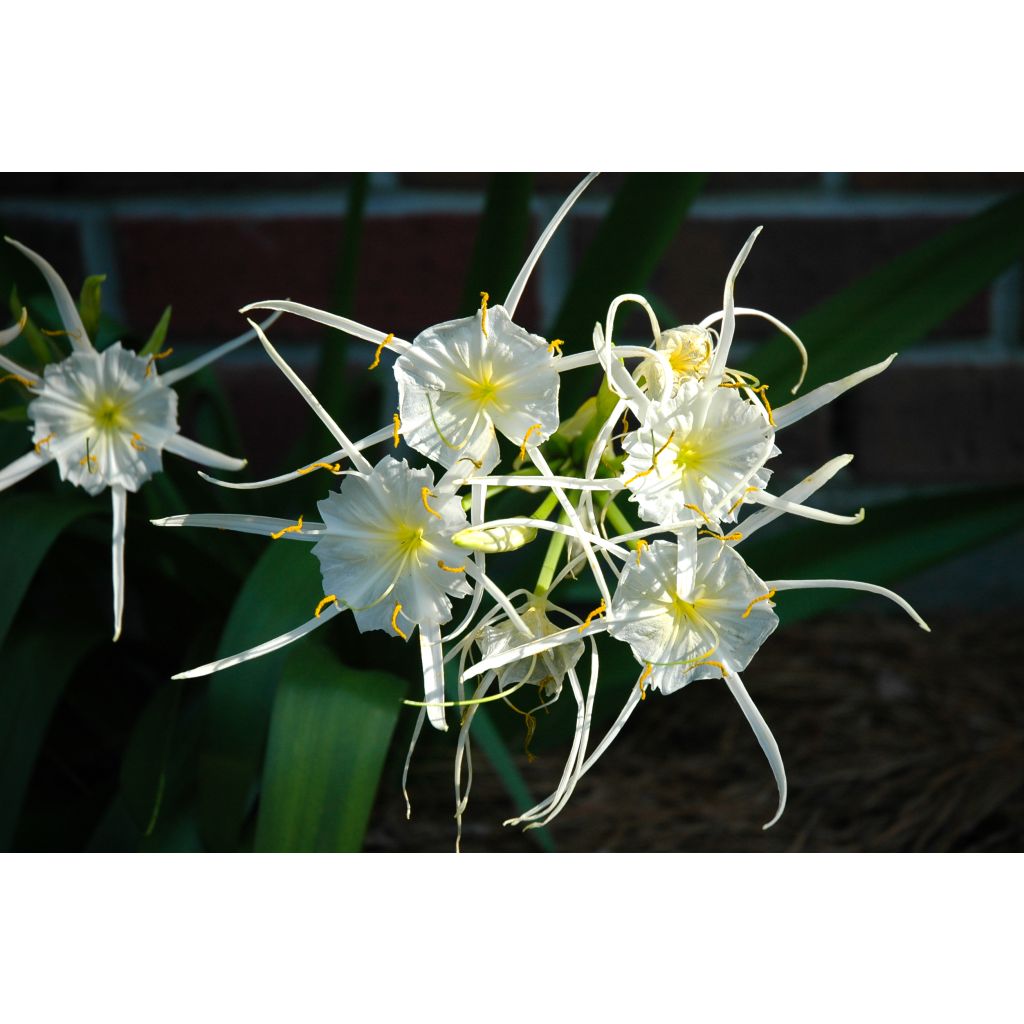 Ismene festalis Blanche - Hymenocallis, Lis araignée blanc.