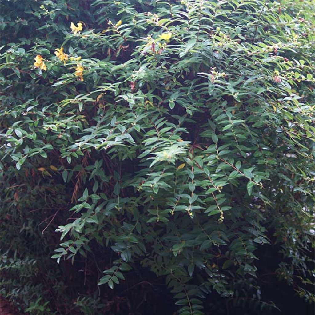 Millepertuis - Hypericum calycinum