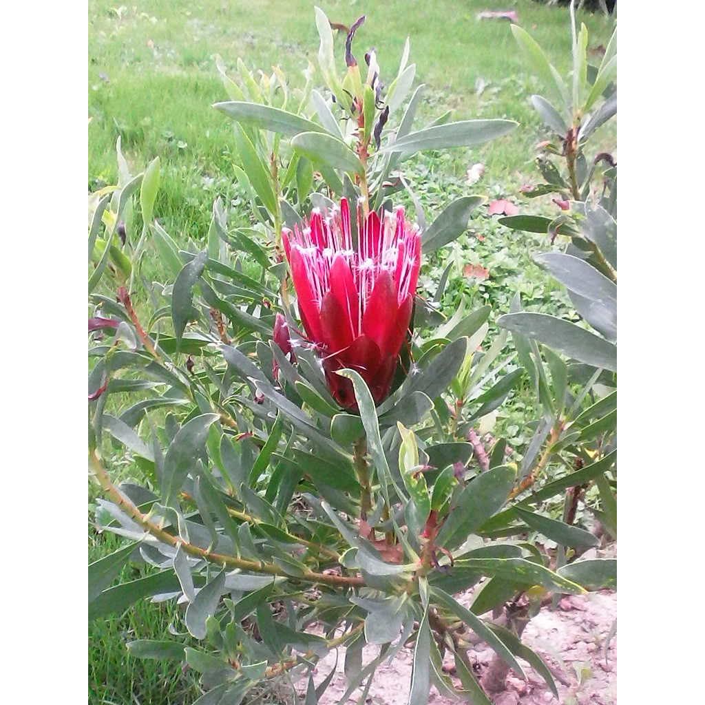 Protea Clark's Red - Protée hybride