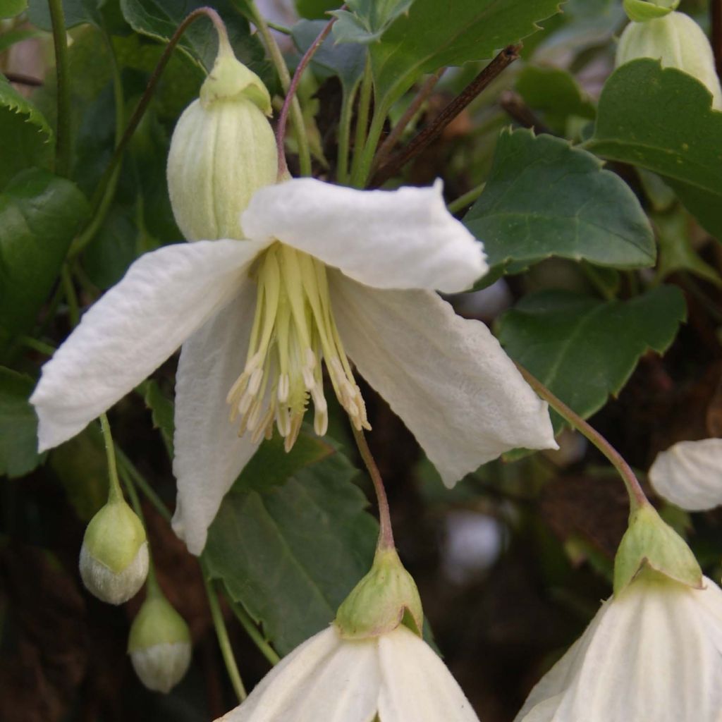 Clématite - Clematis cirrhosa Jingle Bells