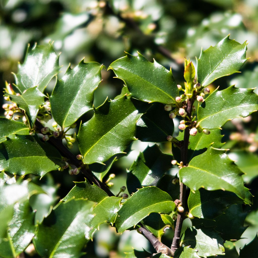 Houx américain - Ilex meserveae Heckenstar