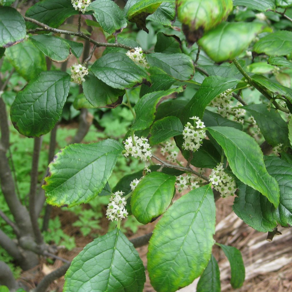 Houx verticillé femelle Maryland Beauty - Ilex verticillata