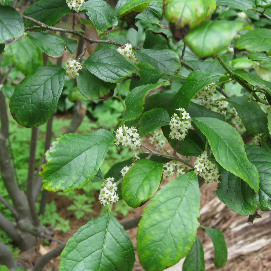 Houx verticillé femelle Maryland Beauty - Ilex verticillata 