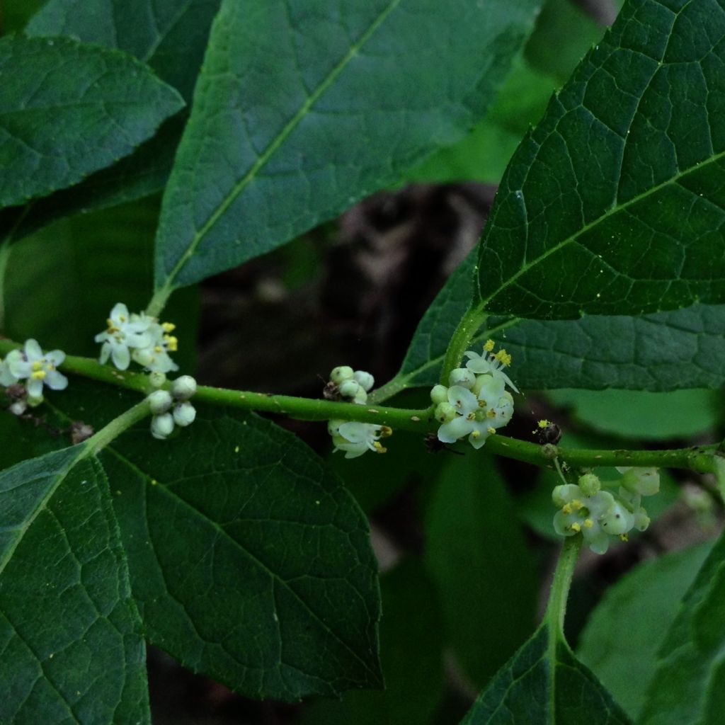 Houx verticillé Southern Gentleman - Ilex verticillata