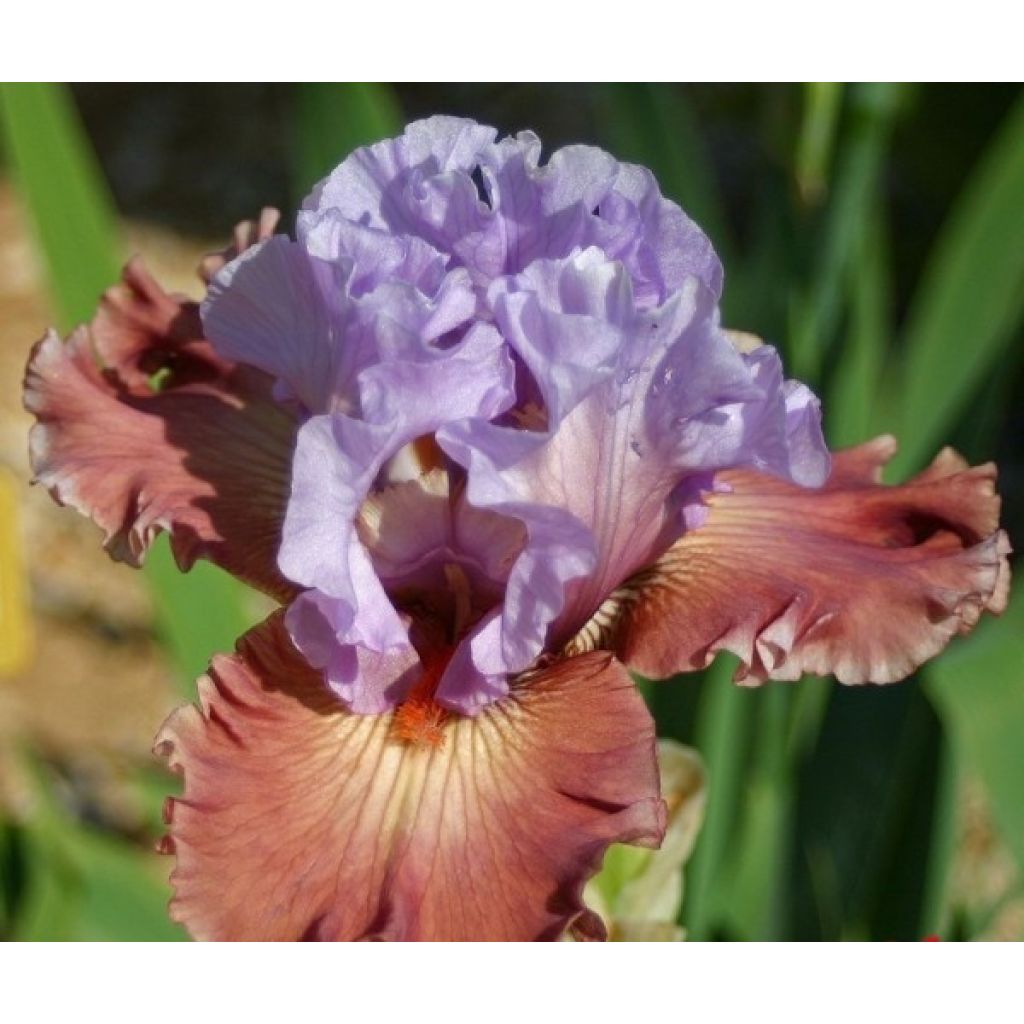 Iris germanica Adoranova - Iris des Jardins