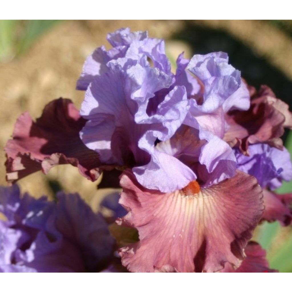 Iris germanica Adoranova - Iris des Jardins