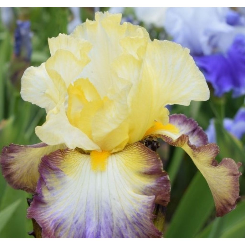 Iris germanica Above The Rim - Iris des Jardins