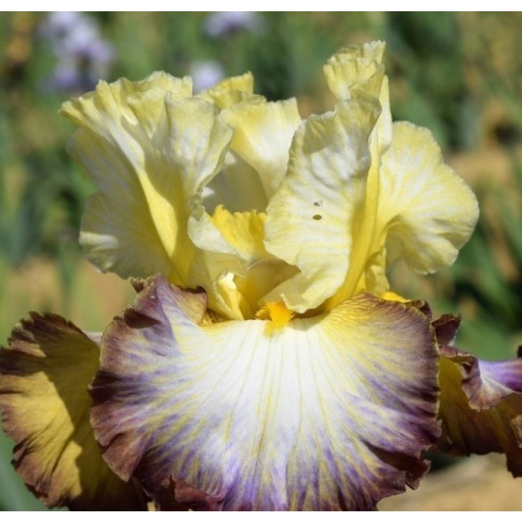 Iris germanica Above The Rim - Iris des Jardins