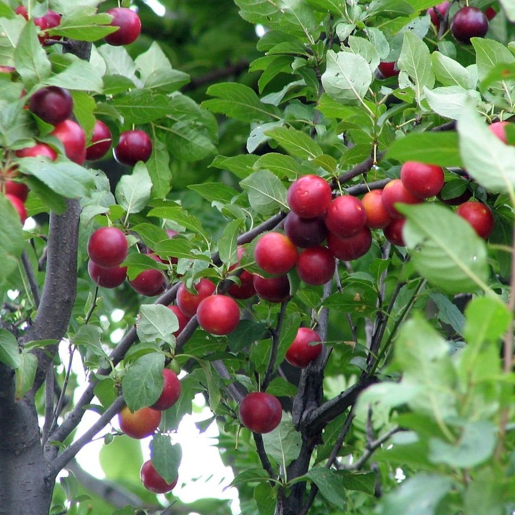 Cerisier à fleurs - Prunier myrobolan - Prunus cerasifera