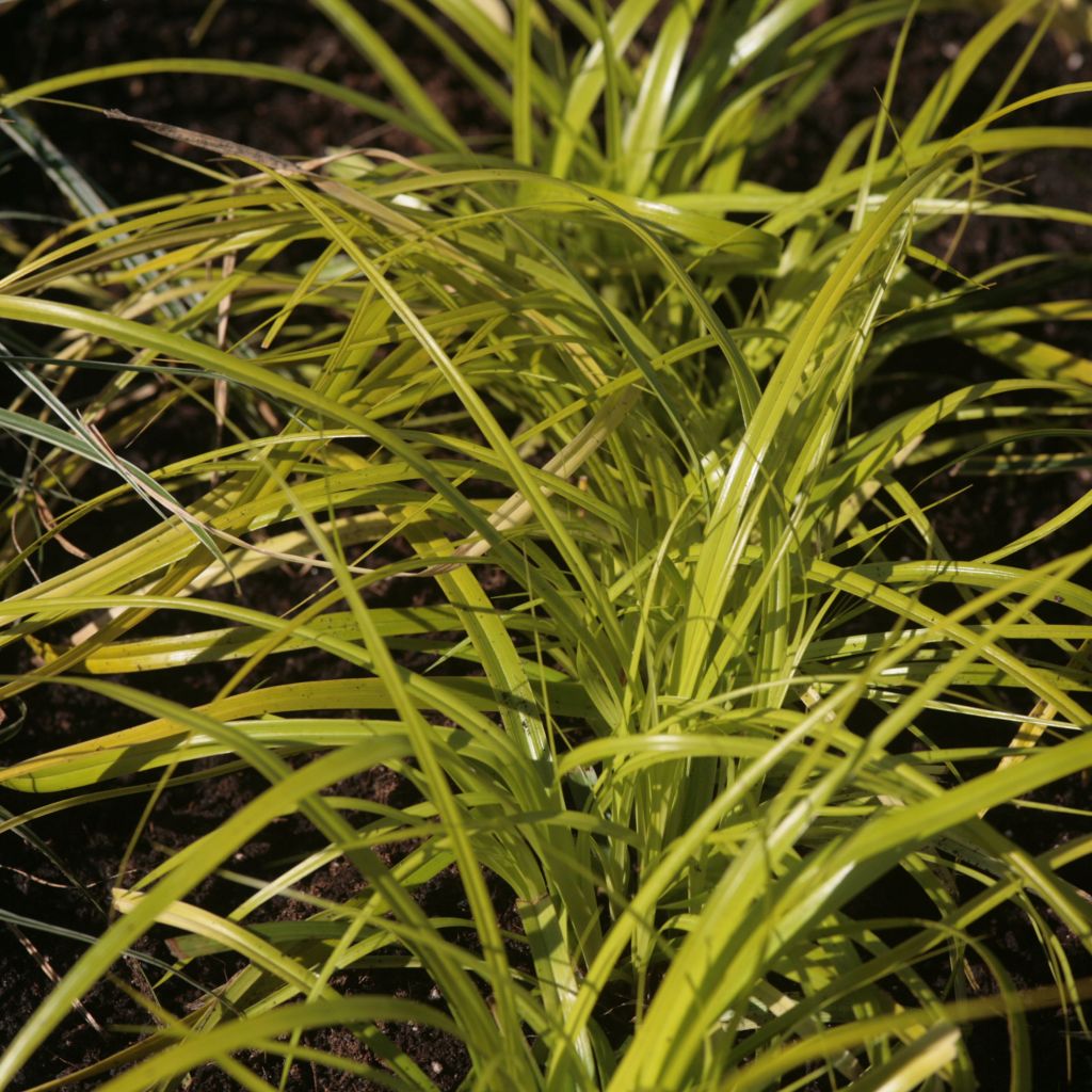 Carex oshimensis Everillo - Laîche d'Oshima