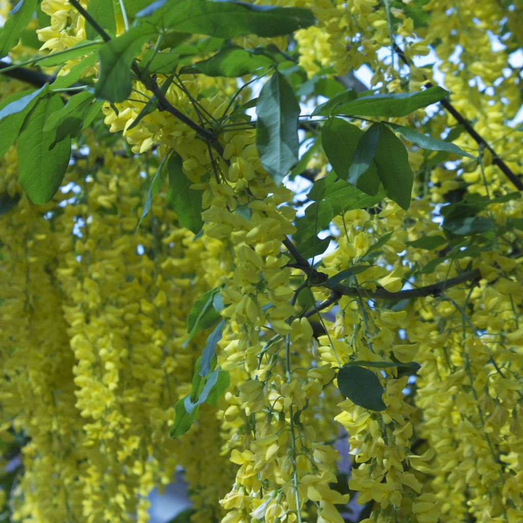 Laburnum anagyroides - Cytise à grappe