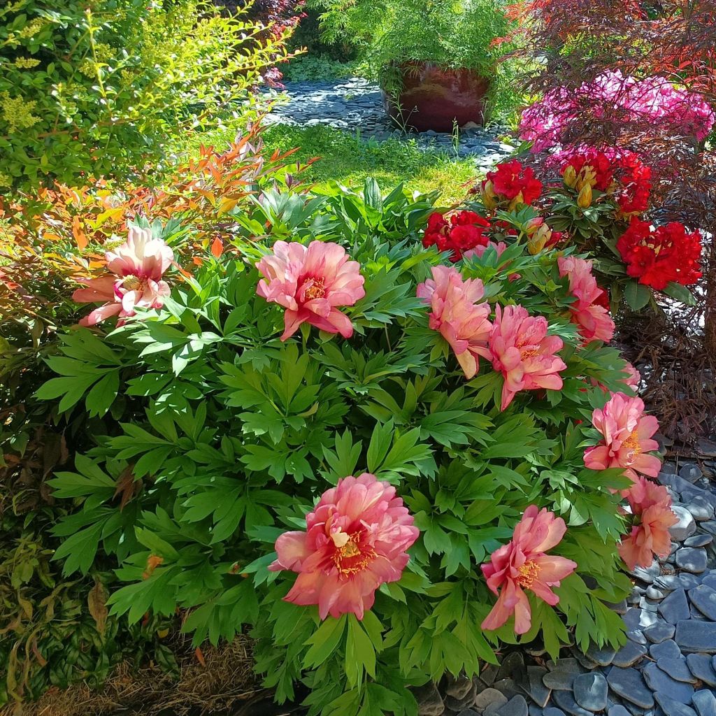 Pivoine Itoh Hillary