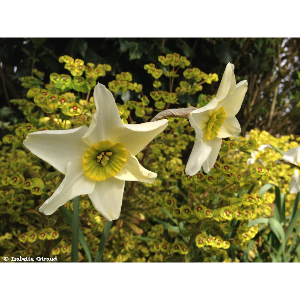 Narcissus poeticus Sinopel - Isabelle Giraud (78)
