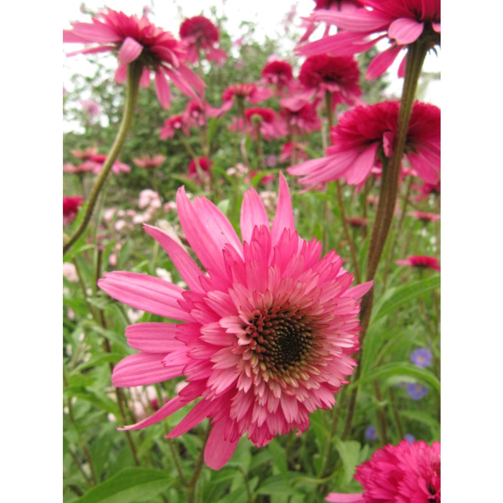 Echinacea Southern Belle - Echinacée