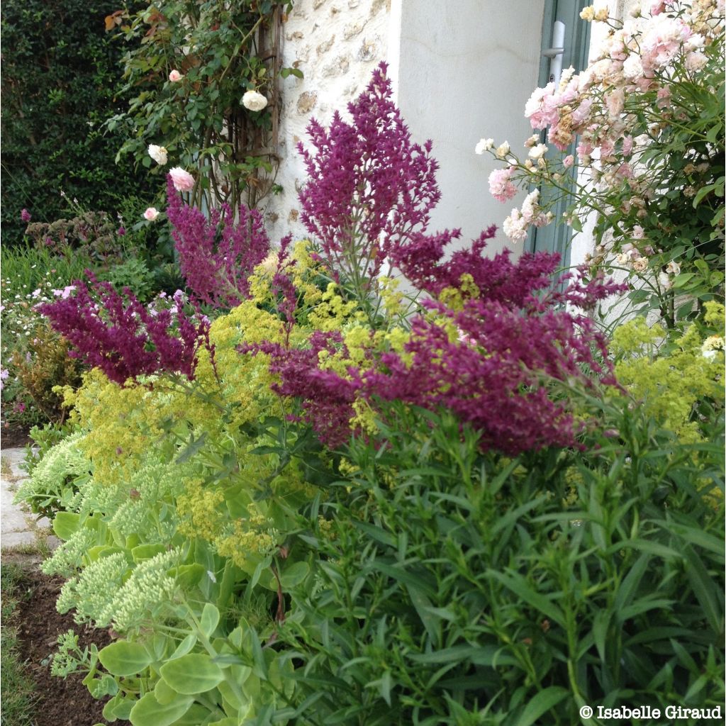 Salvia nemorosa Schwellenburg été 2016 (plantation 2015) 