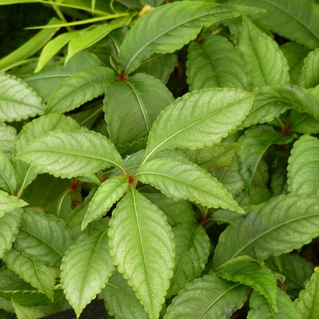 Impatiens omeiana Ice Storm - Impatiens vivace