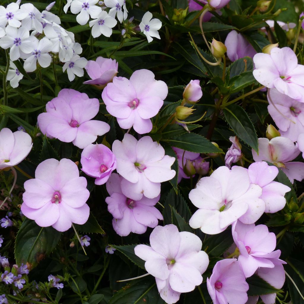 Impatiens SunPatiens Compact Orchid Blush