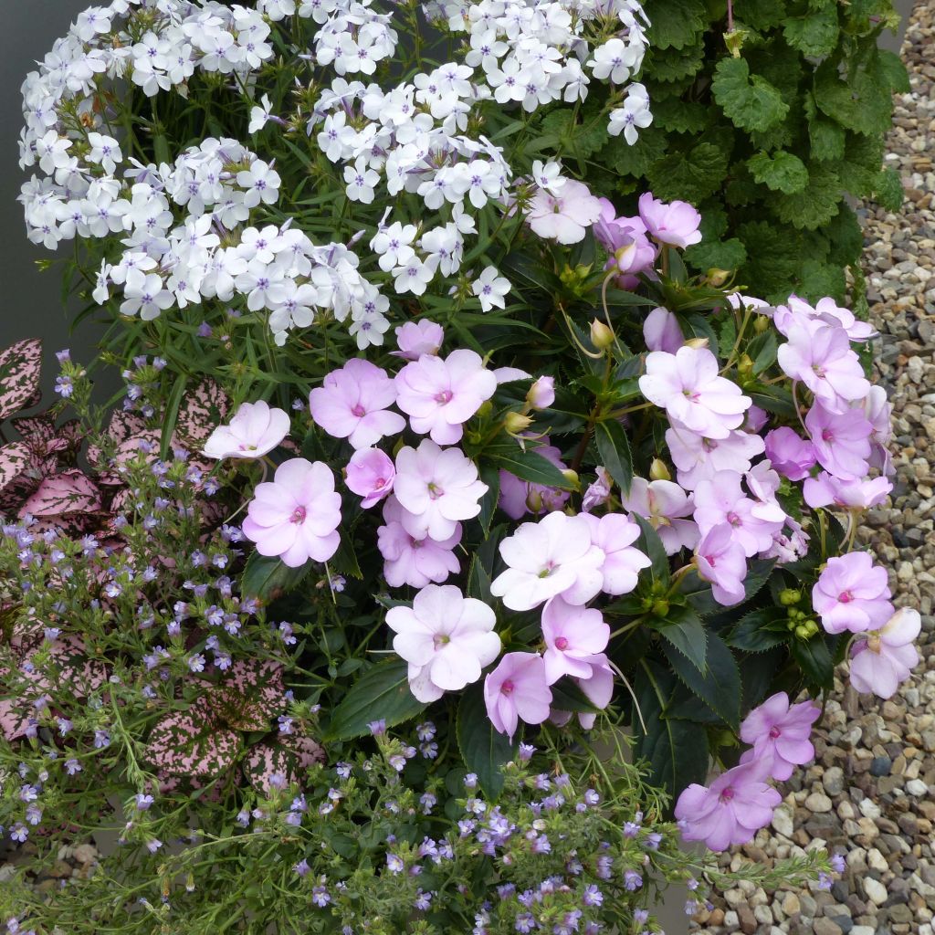 Impatiens SunPatiens Compact Orchid Blush