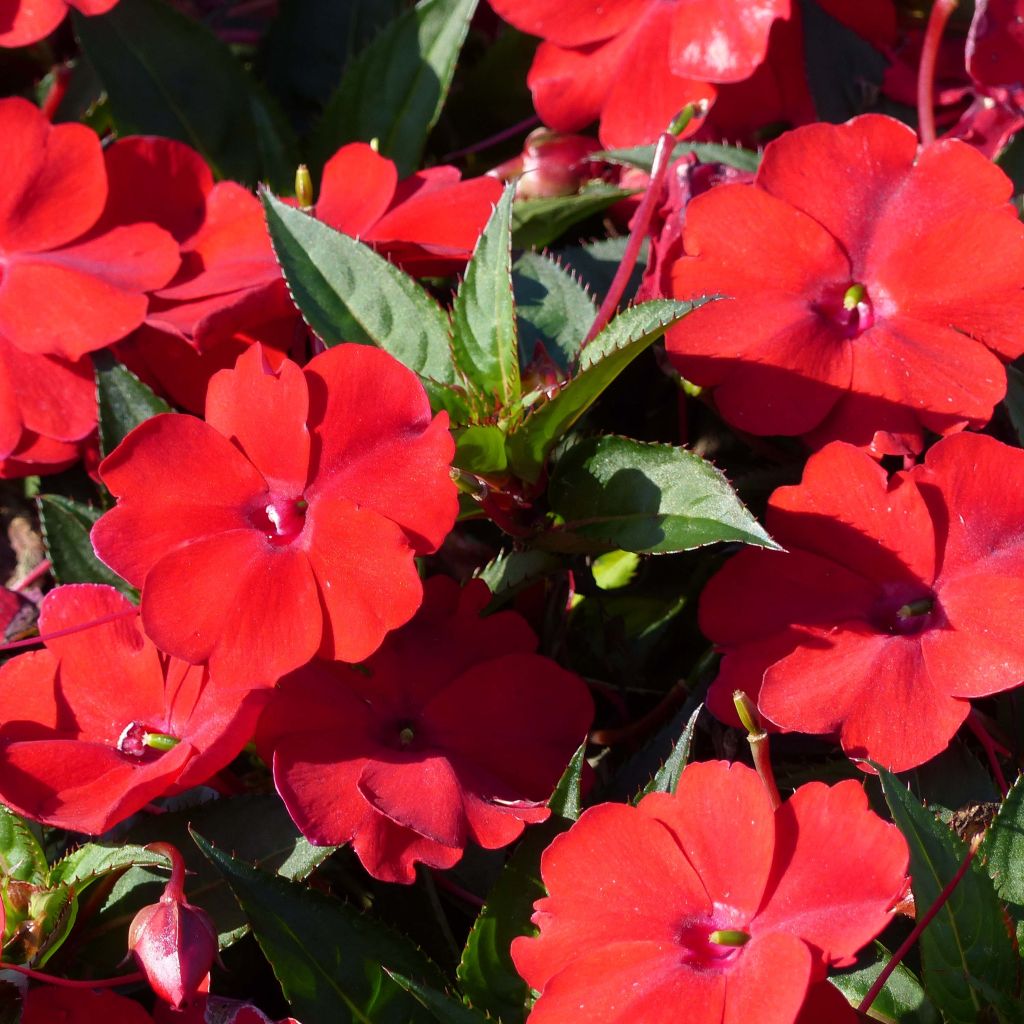 Impatiens SunPatiens Compact Red