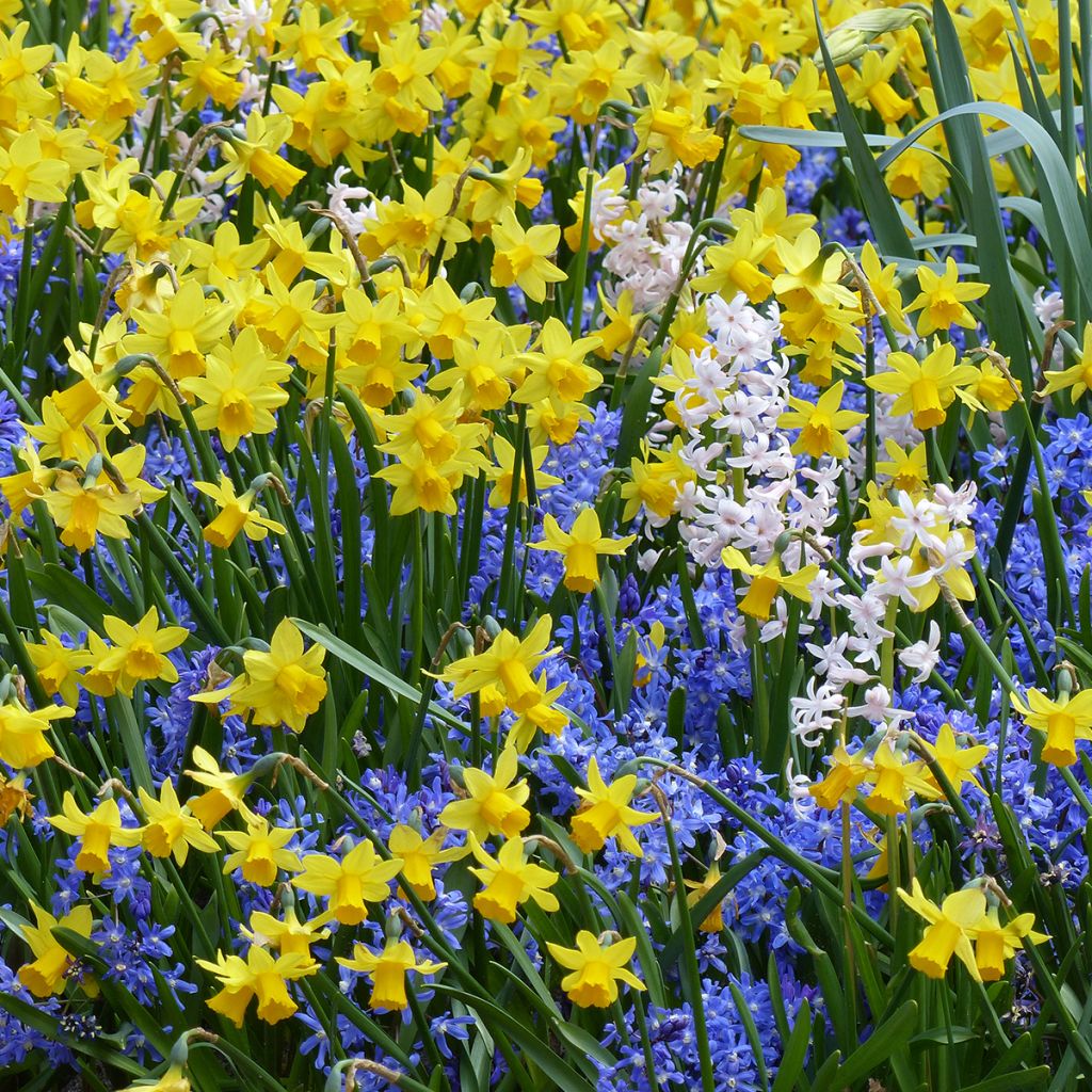 Inspiration petits bulbes de printemps à floraison contrastée