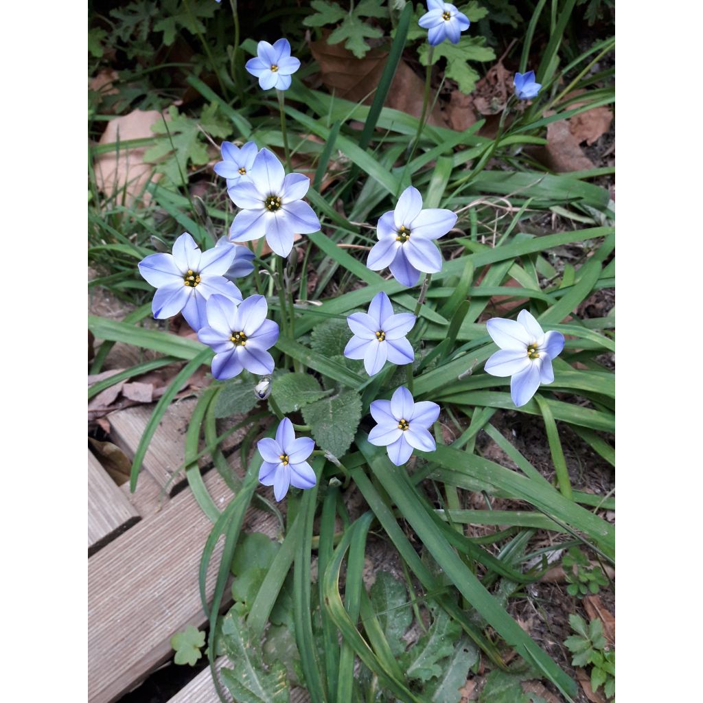 Ipheion Rolf Fiedler