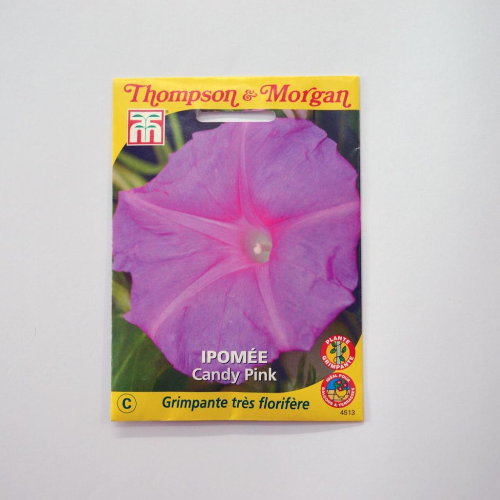 Graines d'Ipomée Candy Pink - Ipomoea purpurea