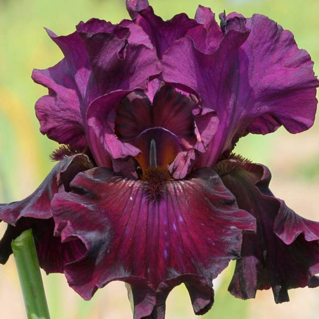 Iris germanica Raspberry Wine