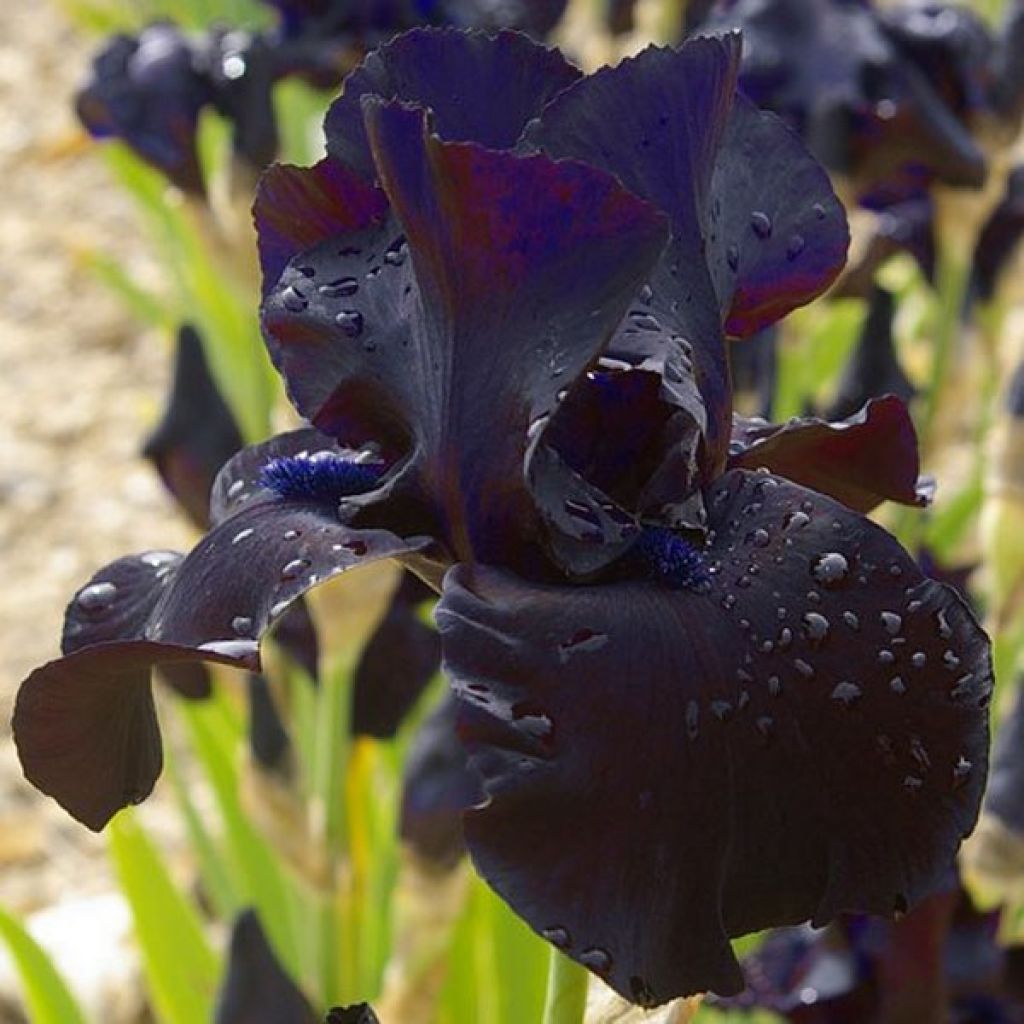 Iris germanica Black Suited