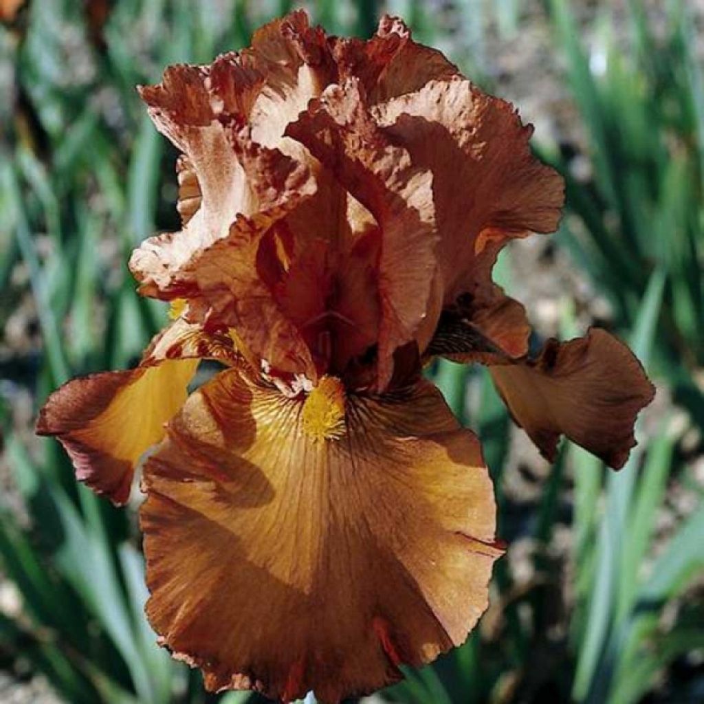 Iris germanica Cable Car