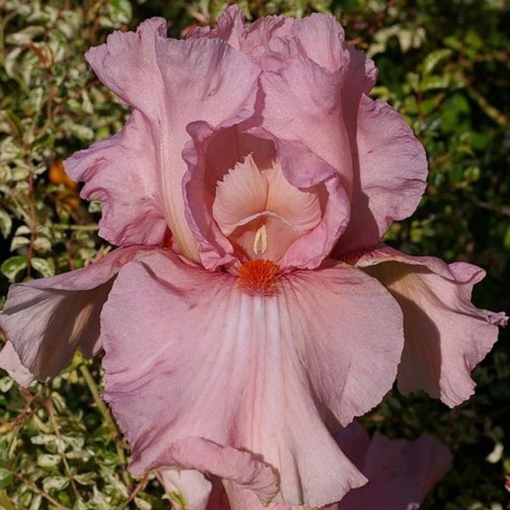 Iris germanica Caprice de Star