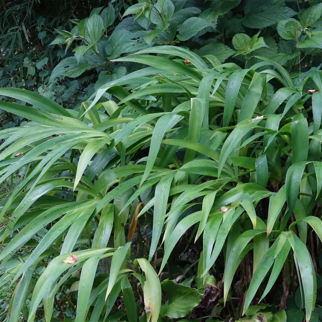 Iris confusa Martyn Rix - Iris bambou