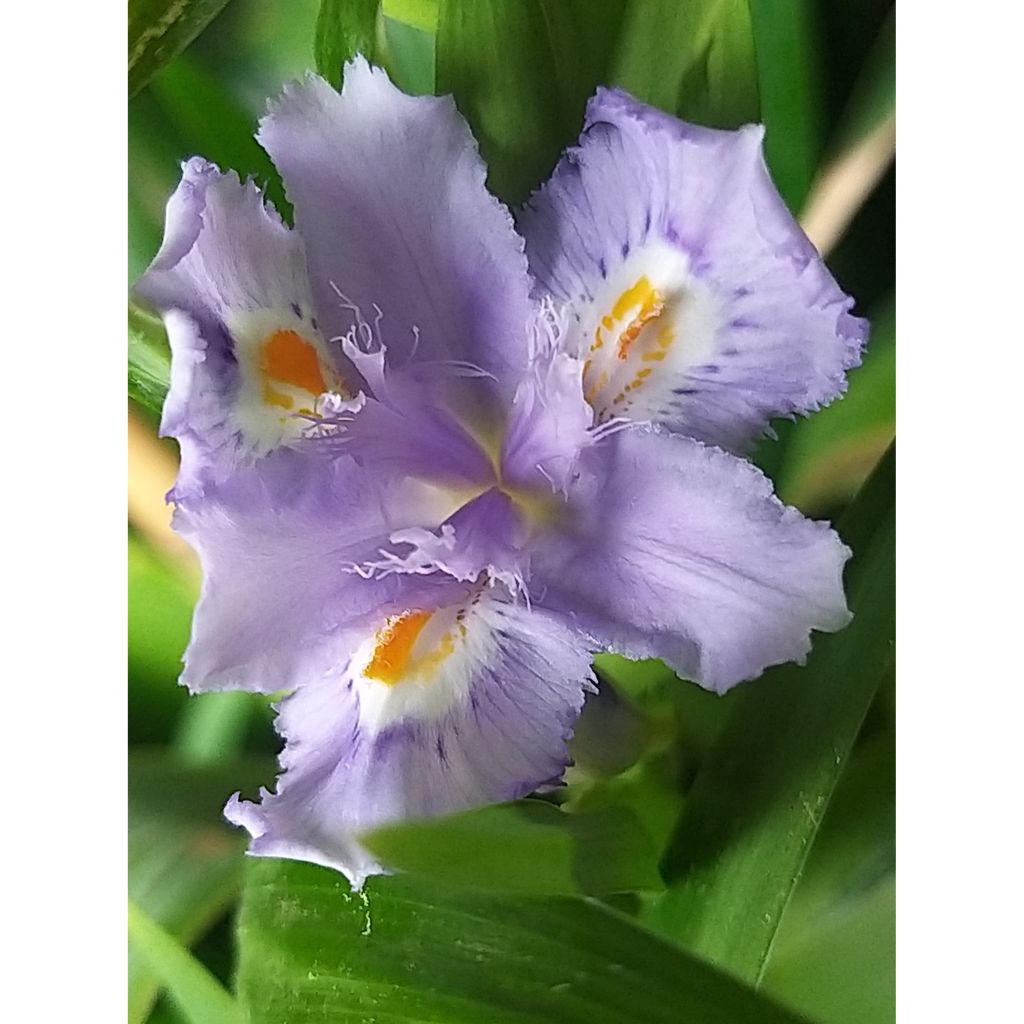 Iris confusa Martyn Rix - Iris bambou