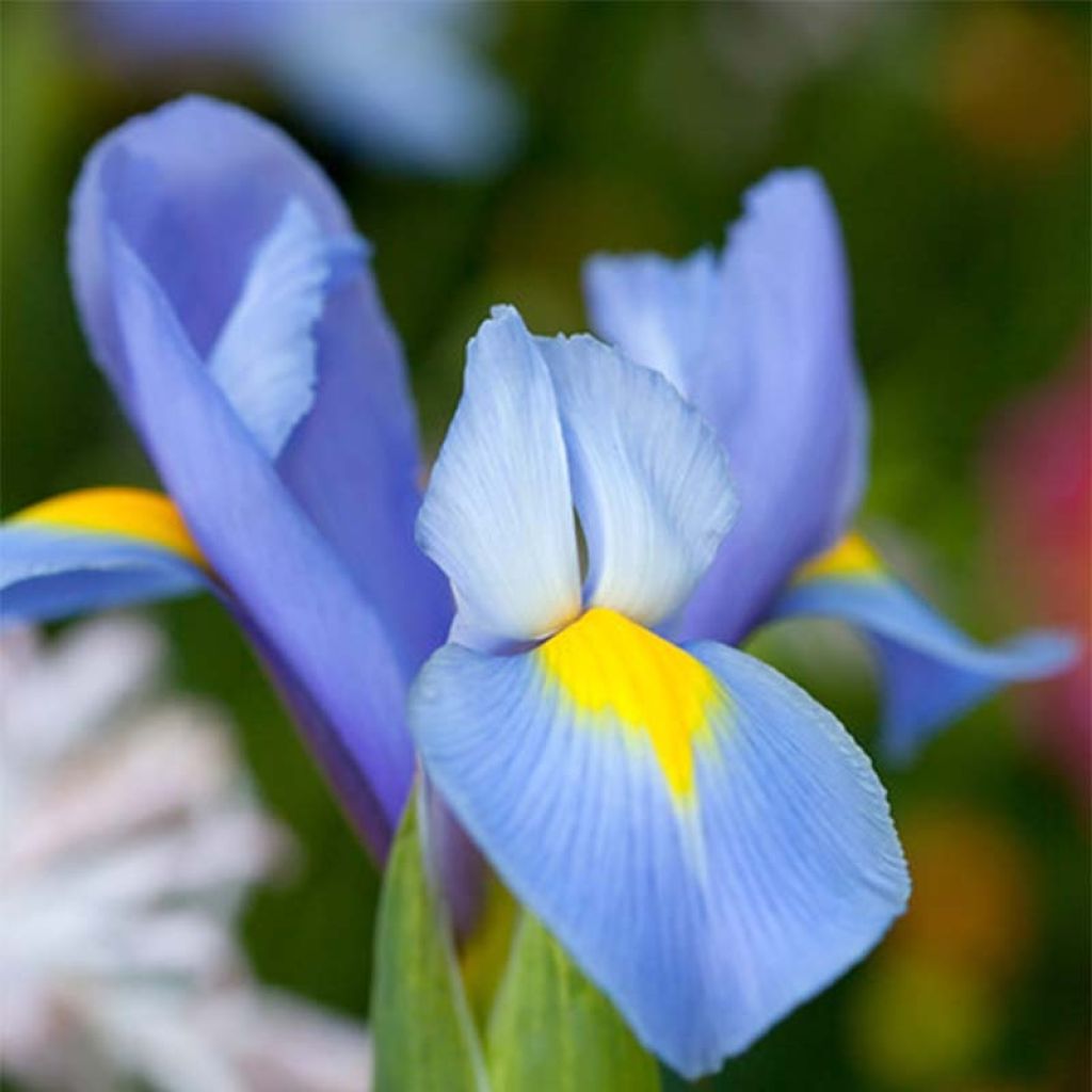 Iris de Hollande Professor Blaauw