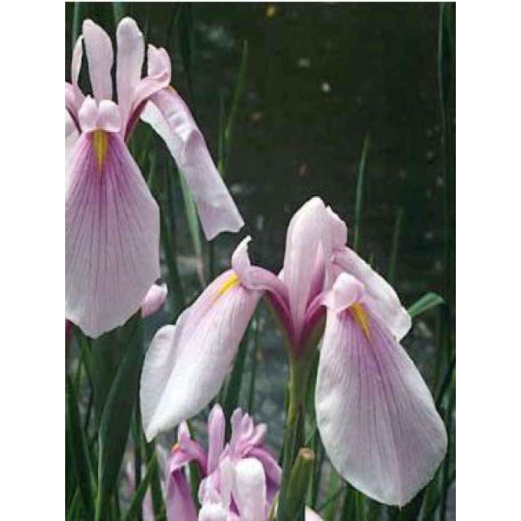 Iris du Japon - Iris ensata Rose Queen