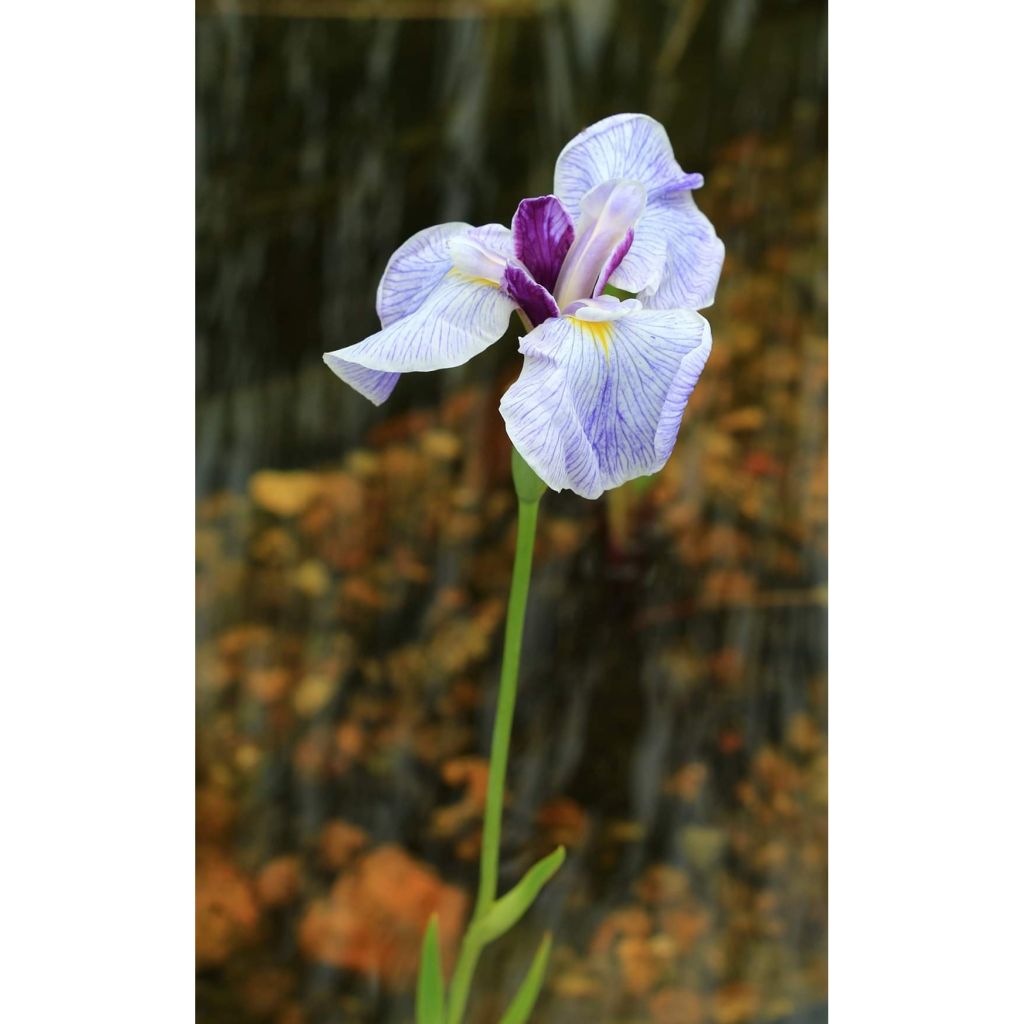 Iris du Japon - Iris ensata Caprician Butterfly