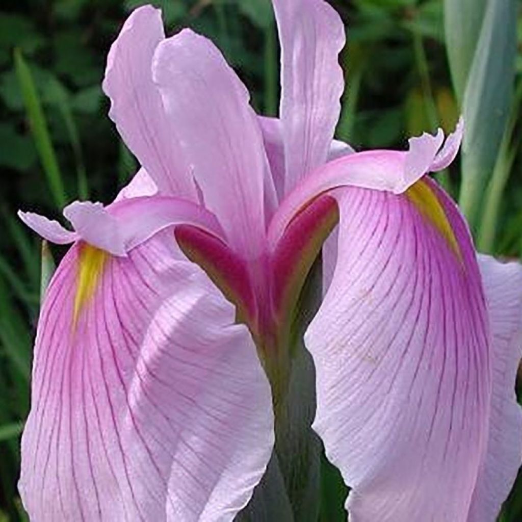 Iris du Japon - Iris ensata Rose Queen