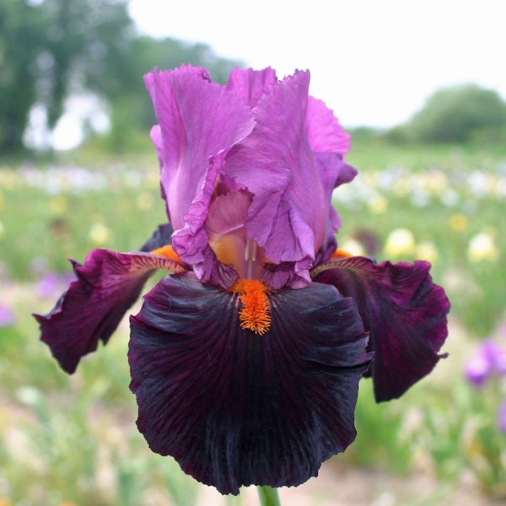 Iris germanica Fiery Temper