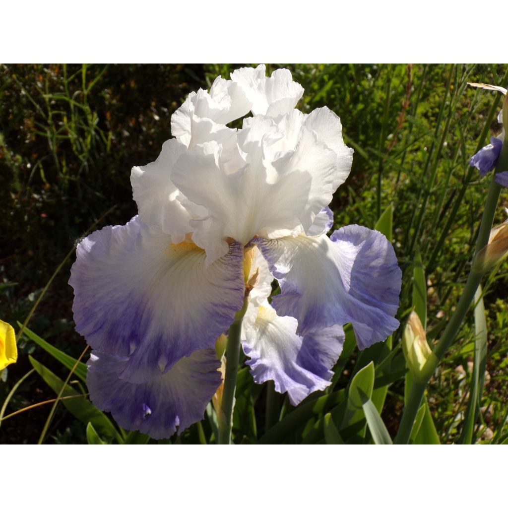 Iris germanica Alizes - Iris des Jardins