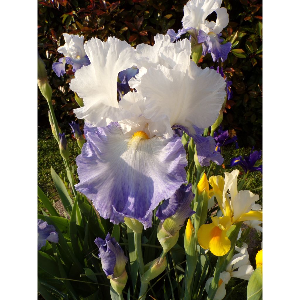Iris germanica Alizes - Iris des Jardins