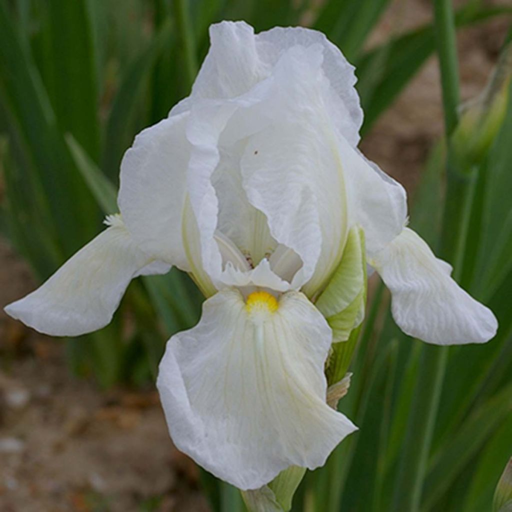 Iris germanica Dame Blanche - Iris des Jardins