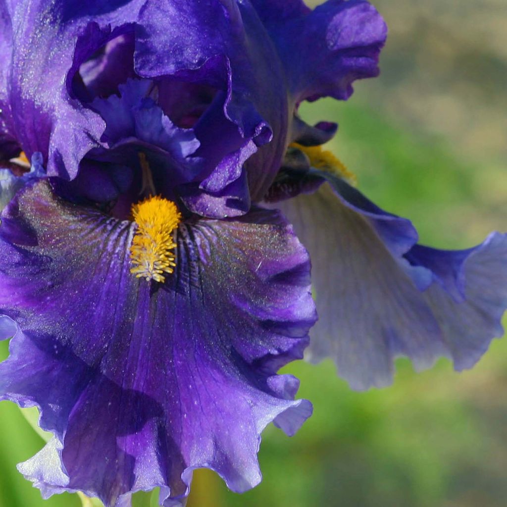 Iris germanica Deep Dark Secret - Grand Iris des Jardins