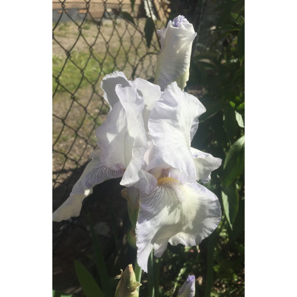 Iris germanica English cottage - Iris des jardins remontant
