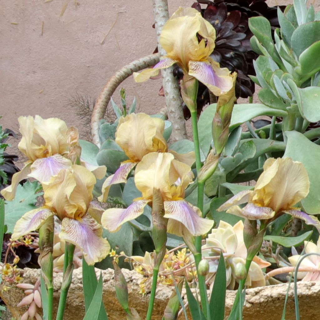 Iris germanica Evolution - Iris des Jardins